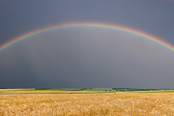 A rainbow over a wheat field with a grey sky behind.